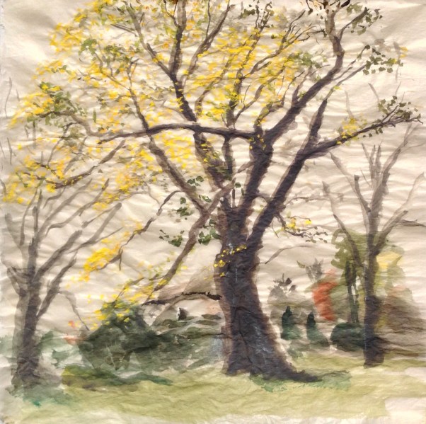 Walnut tree in Lynndock